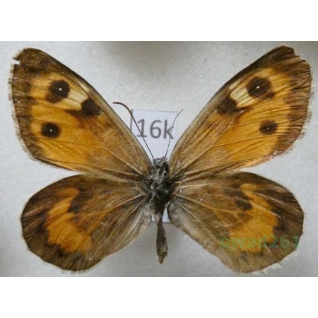 Karanasa talastauana Bang-Haas, 1927 Kyrgyzstan16k